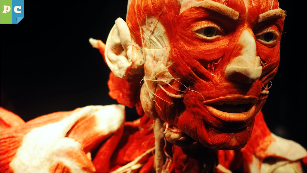 Image for the pros and cons list Body Worlds